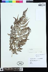 Dryopteris caroli-hopei image