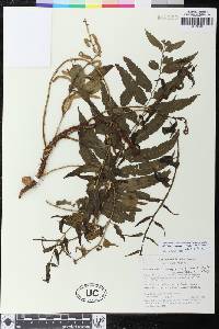 Mickelia scandens image