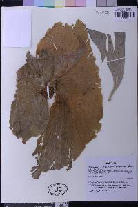 Platycerium andinum image
