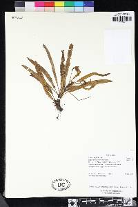 Elaphoglossum davidsei image