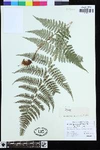 Dryopteris basisora image