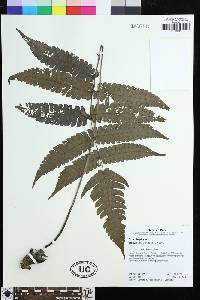 Steiropteris pennellii image
