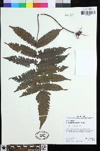 Steiropteris pennellii image