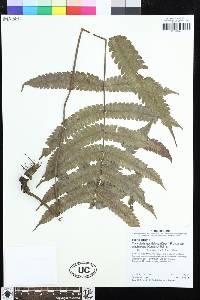 Steiropteris glandulosa image