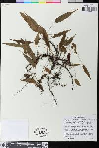 Elaphoglossum murinum image
