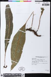 Elaphoglossum andicola image