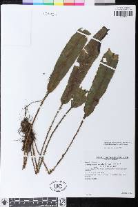 Elaphoglossum glabrescens image