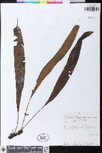 Elaphoglossum hickenii image