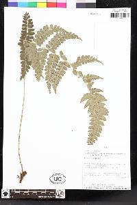 Polystichum platyphyllum image