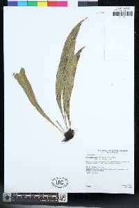 Campyloneurum chlorolepis image