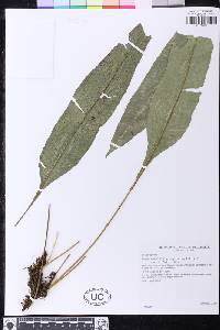 Campyloneurum fuscosquamatum image