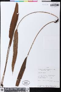 Elaphoglossum hickenii image