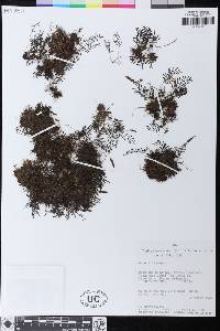 Elaphoglossum moorei image