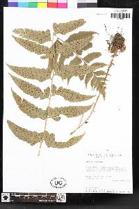 Polystichum dubium image