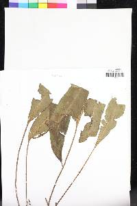 Elaphoglossum pseudoboryanum image