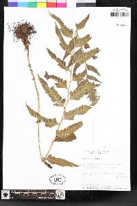 Polystichum dubium image