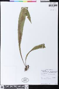 Elaphoglossum zebrinum image