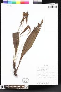 Elaphoglossum lechlerianum image