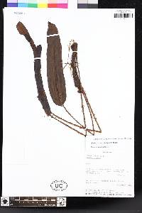 Elaphoglossum laxisquama image