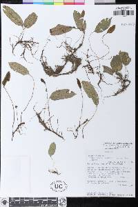 Elaphoglossum heteromorphum image