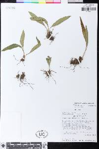 Elaphoglossum iguapense image