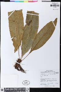 Elaphoglossum andicola image