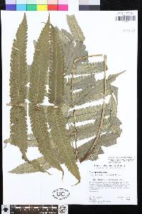Steiropteris glandulosa var. glandulosa image