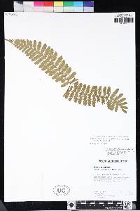 Megalastrum caribaeum image