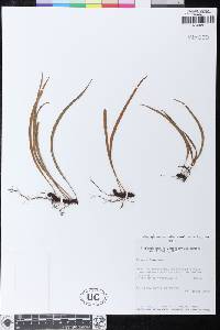 Elaphoglossum chloodes image