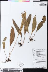 Elaphoglossum guatemalense image