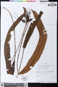 Elaphoglossum hickenii image