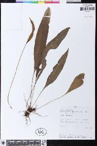 Elaphoglossum discolor image