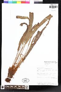 Elaphoglossum setigerum image