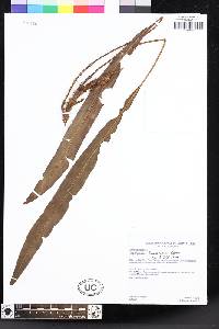 Elaphoglossum laxepaleaceum image