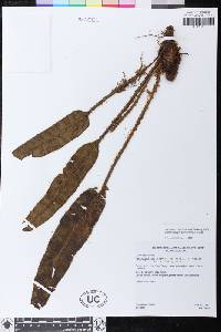 Elaphoglossum glabrescens image