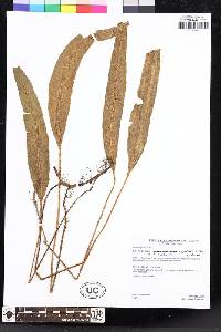 Elaphoglossum rosenstockii image