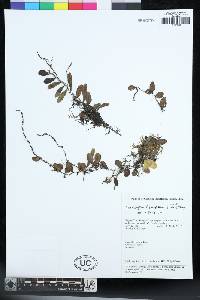 Lemmaphyllum drymoglossoides image