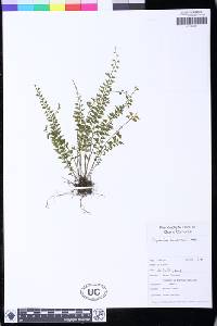 Asplenium sandersonii image