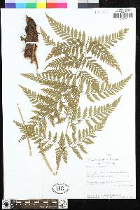 Dryopteris patula image