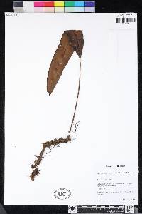 Elaphoglossum angulatum image