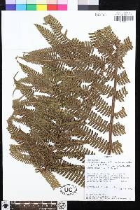 Steiropteris decussata var. velutina image