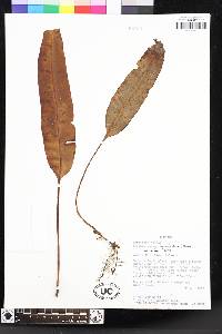 Elaphoglossum lingua image