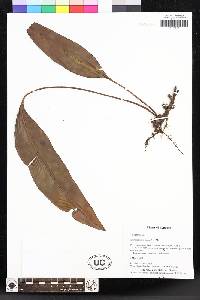 Elaphoglossum odontolepis image