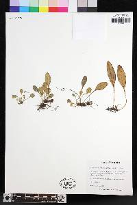 Elaphoglossum hoffmannii image