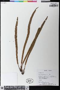 Elaphoglossum eximium image