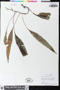 Elaphoglossum guentheri image
