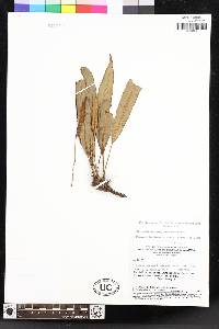 Elaphoglossum polyblepharum image