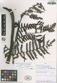 Megalastrum peruvianum image