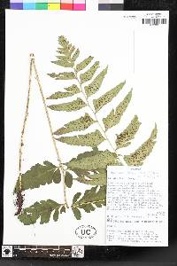 Polystichum dubium image