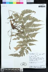 Polystichum platyphyllum image